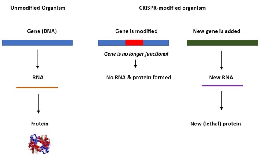 CRISPR