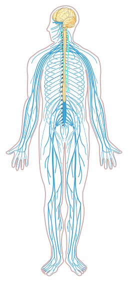 Nervous_system_diagram_unlabeled.png